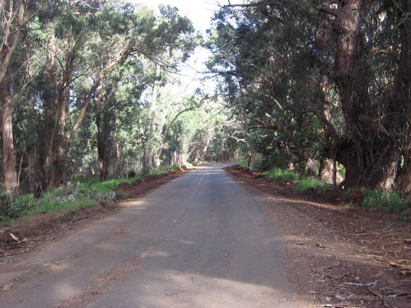 road trees tree